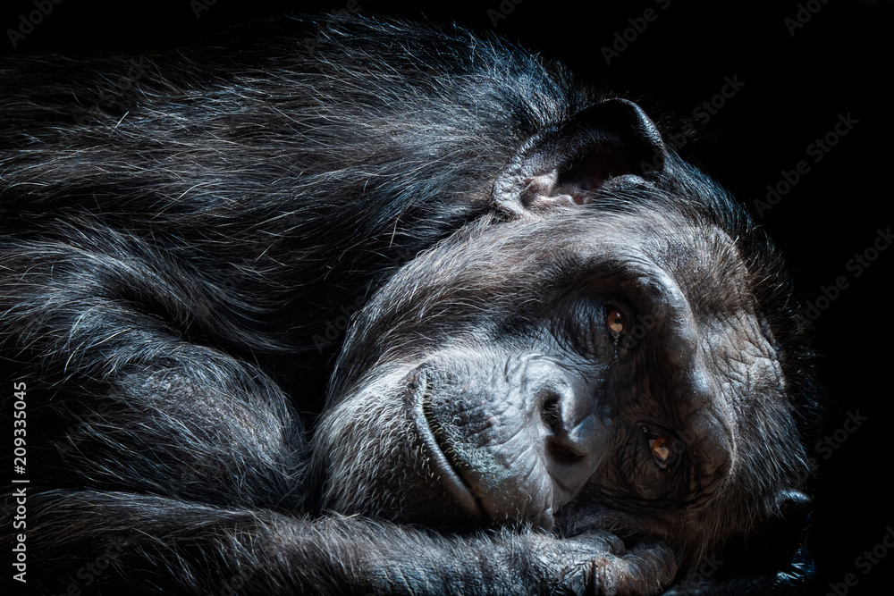 Fototapeta premium Portrait of the chimpanzee (Pan Troglodytes)