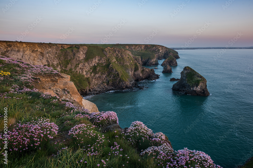 Wildflowers sea scape, Cornwall