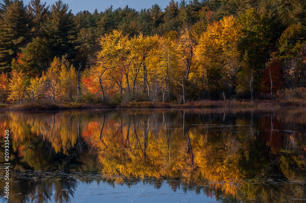 Golden Autumn on the shore of the lake. USA. Maine.
