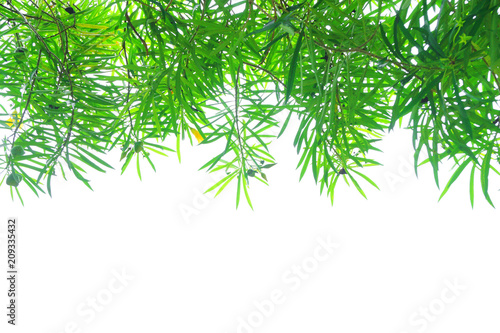 Branch and leaf with Clipping path for design