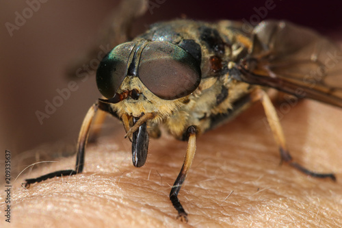 Horsefly on the human skin ready to bite