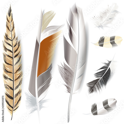 Set of vector realistic elegant feathers for design