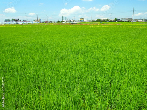 初夏の郊外の田圃風景