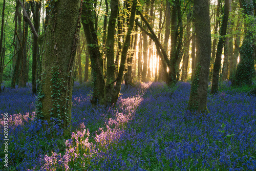 Fototapeta Naklejka Na Ścianę i Meble -  Bluebells in forest, Cornwall, UK