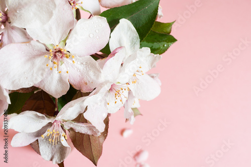 Close-up top view of wet pink apple flowers standing in glass vase on pale pink background.