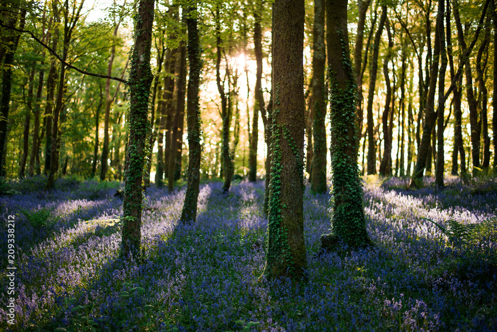Naklejka premium Bluebells in forest, Cornwall, UK