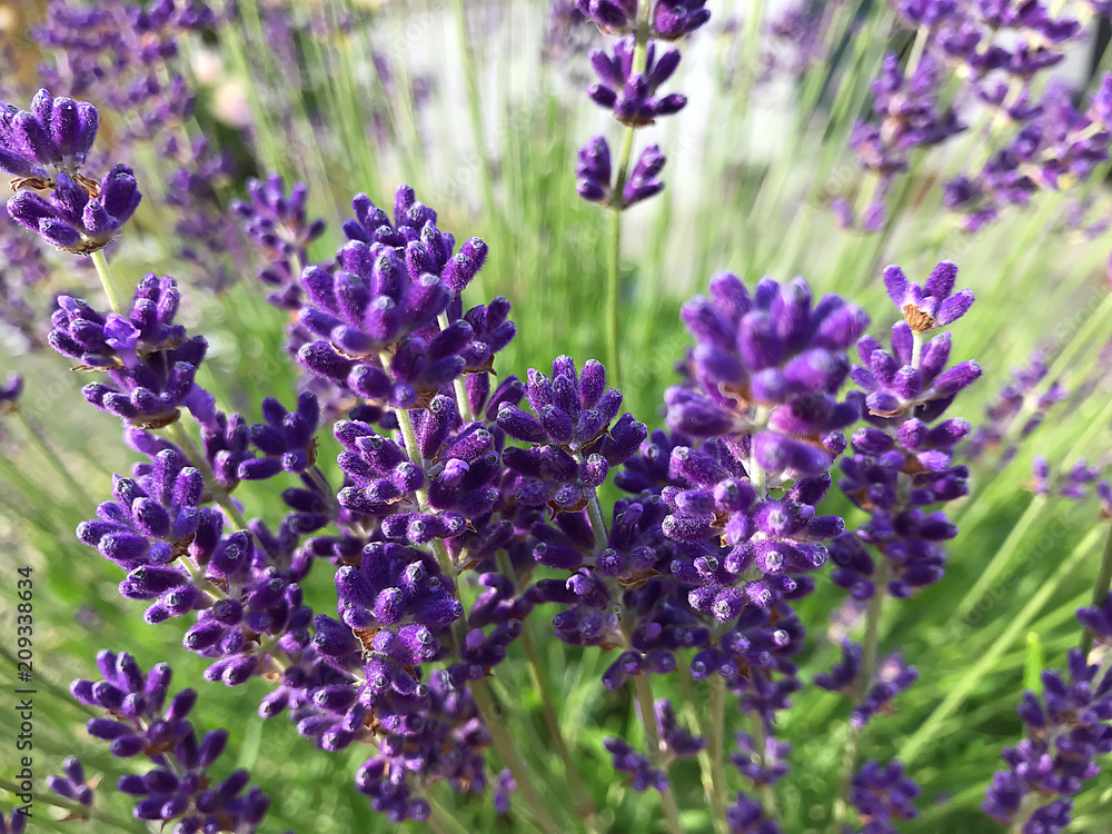 Naklejka premium Provence