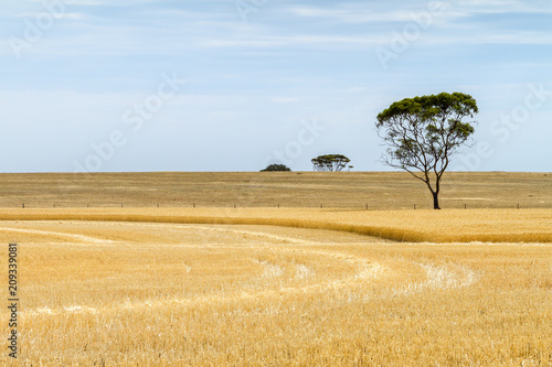 Partially harvested wheat paddock with trees photo
