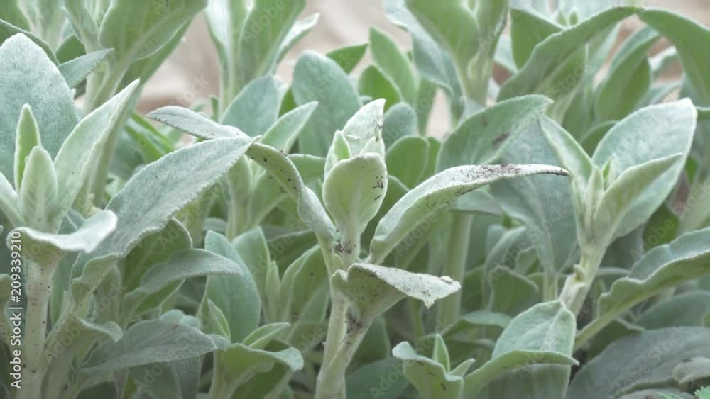 Herb Lambs ear. A beautiful perennial herbaceous plant with velvet leaves Herb Lambs ear. A beautiful perennial herbaceous plant with velvet leaves
