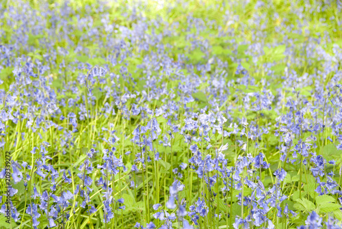 Bluebells  Car Brook Ravine  Sheffield  UK.