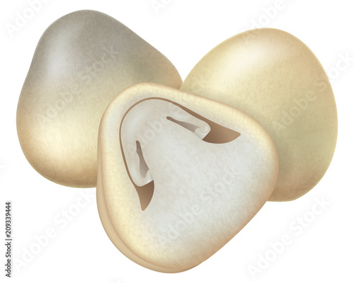 Volvariella volvacea or straw mushrooms. Vector illustration.