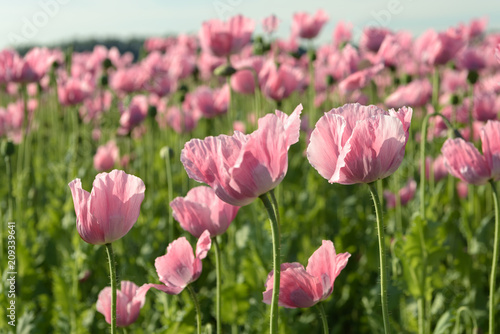 Fototapeta Naklejka Na Ścianę i Meble -  Pale pink colored poppy flowers up close