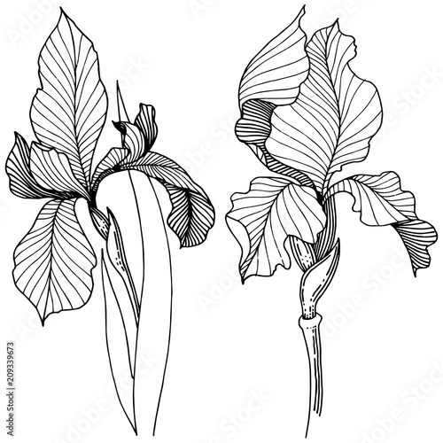 Irises in a vector style isolated. Full name of the plant: Iris. Vector flower for background, texture, wrapper pattern, frame or border.
