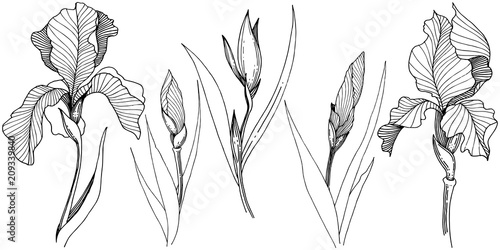 Irises in a vector style isolated. Full name of the plant: Iris. Vector flower for background, texture, wrapper pattern, frame or border.