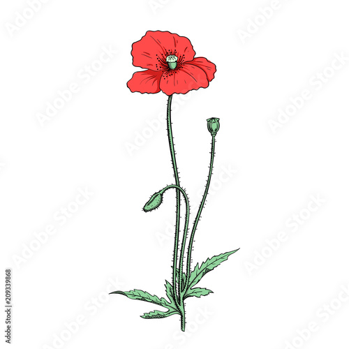 Fototapeta Naklejka Na Ścianę i Meble -  red poppy twig