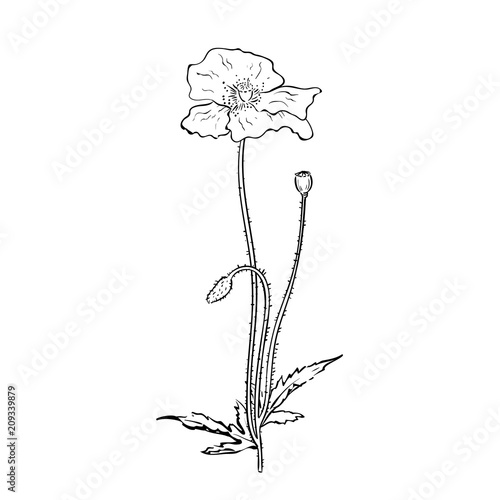 poppy flower twig sketch engraving