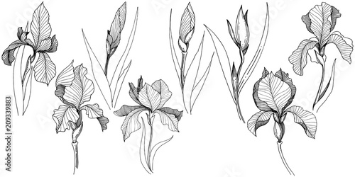 Irises in a vector style isolated. Full name of the plant: Iris. Vector flower for background, texture, wrapper pattern, frame or border.