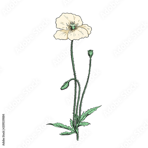 Fototapeta Naklejka Na Ścianę i Meble -  white poppy twig
