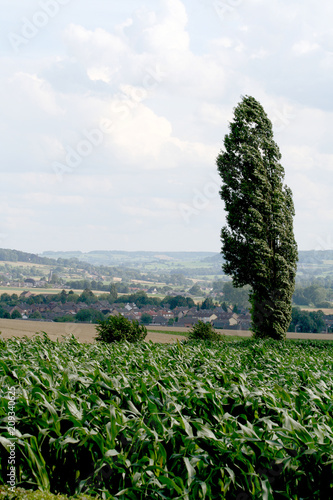 Landscape of the hills of South Limburg photo