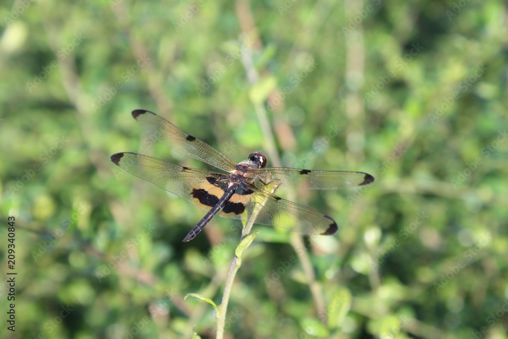 Fototapeta premium A dragonfly in the garden nature green background