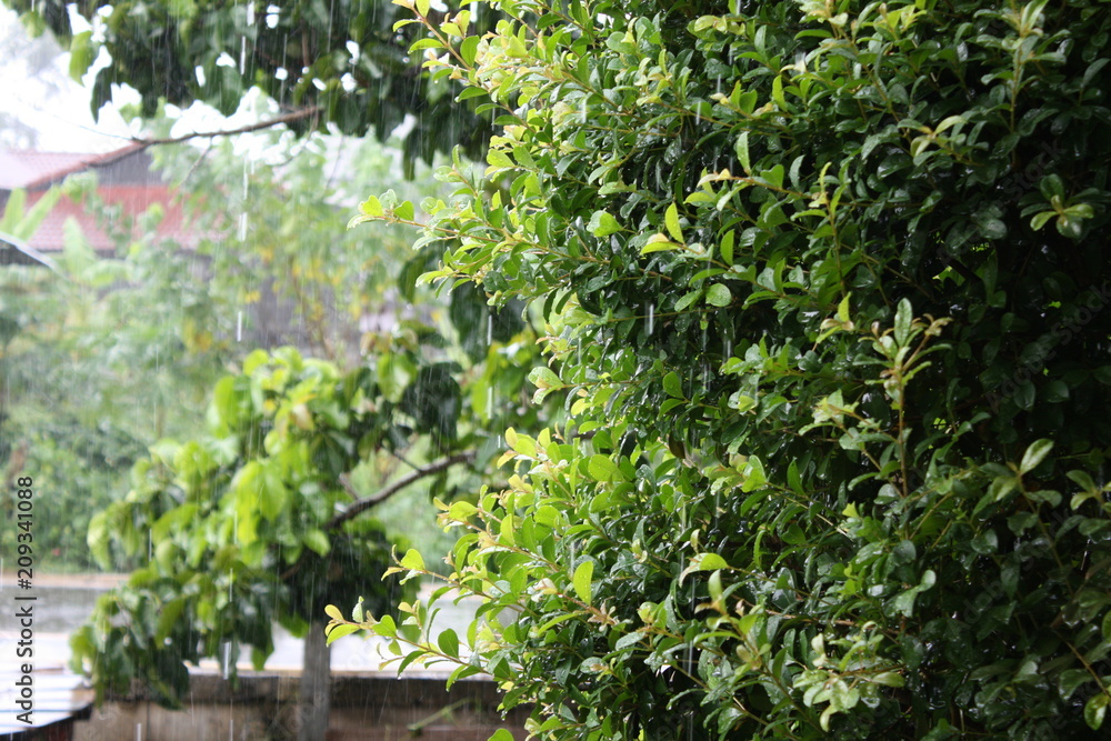 green nature after rain