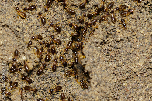 Image of termites are on stumps. Insect. Animal.