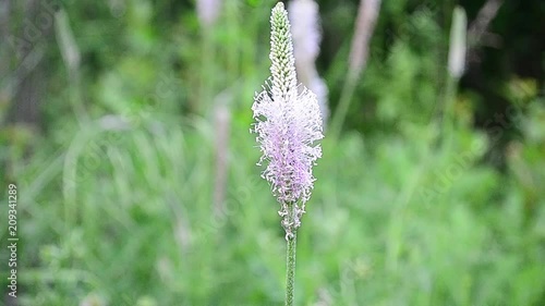 Plantago, plantains, fleaworts, flower photo