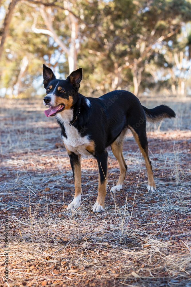 Tri coloured kelpie tongue out panting in paddock Tri coloured kelpie tongue out panting in paddock