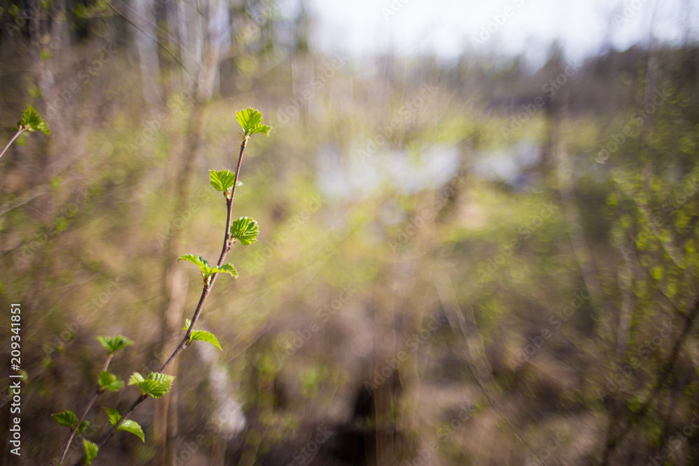 Green tree sprout Green tree sprout