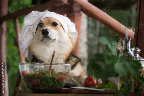 Dog Welsh Corgi Pembroke is an admirer of Italian food, prepared a salad of tomato, arugula, walnuts and olive oil.