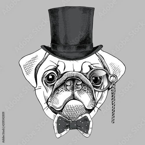 Pug portrait in a gentleman hat and with monocle. Vector illustration.