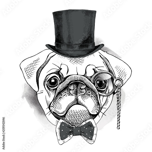 Pug portrait in a gentleman hat and with monocle. Vector illustration.
