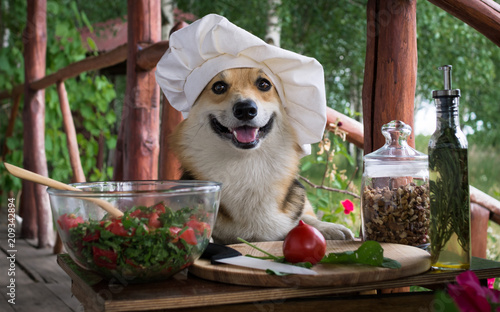 Dog Welsh Corgi Pembroke is an admirer of Italian food, prepared a salad of tomato, arugula, walnuts and olive oil.