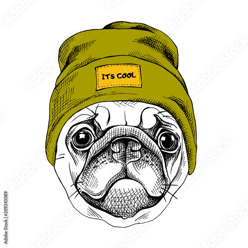 Portrait of the Pug in a hipster hat. Vector illustration.