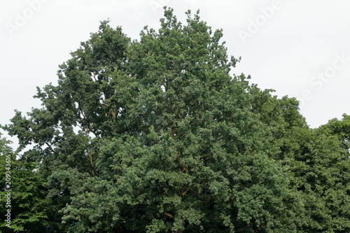 green treetop leaves texture © Clark Ukidu