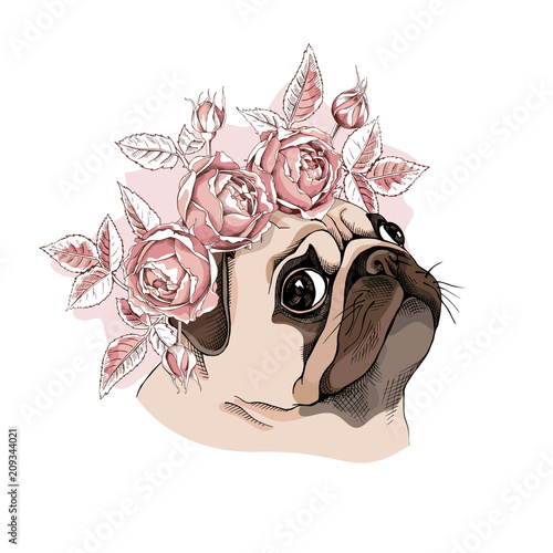 Portrait of a Pug dog in a Rose flower head wreath. Vector illustration.