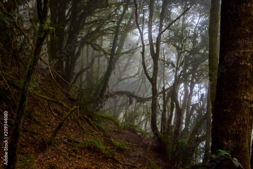 Rainforest  La Gomera