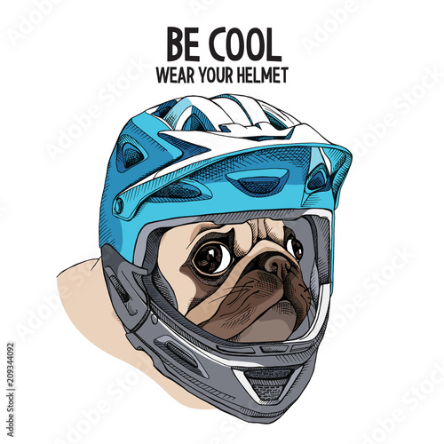 Pug dog in a blue full face bike helmet. Vector illustration.