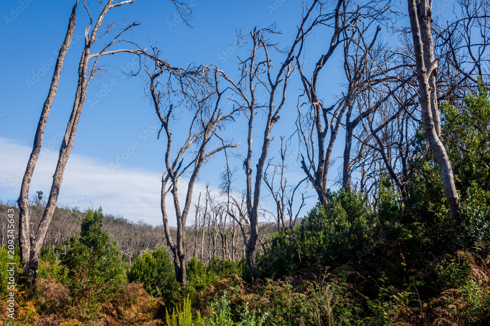 Burn down forest, La Gomera Burn down forest, La Gomera