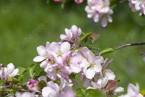 Branch of a blossoming Apple tree with pink flowers