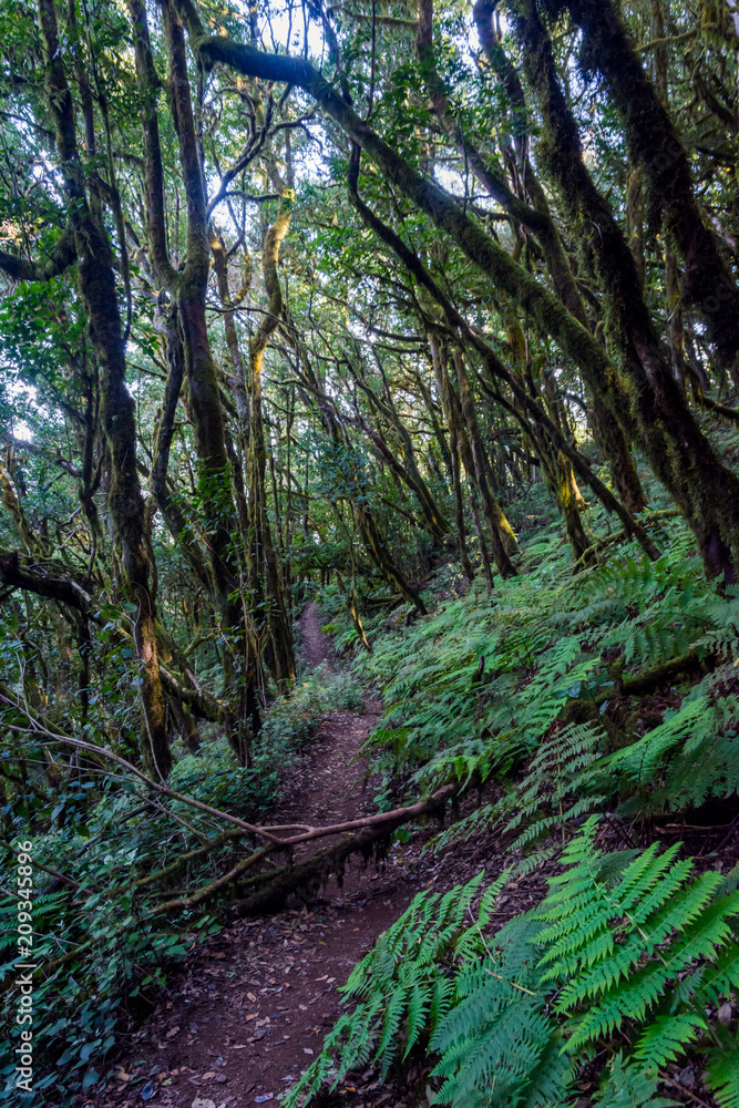 Obraz premium Rainforest, La Gomera