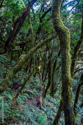 Rainforest  La Gomera