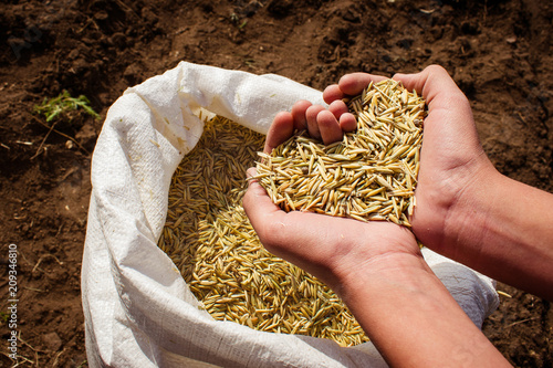 Hands holding the grain in the shape of a heart photo