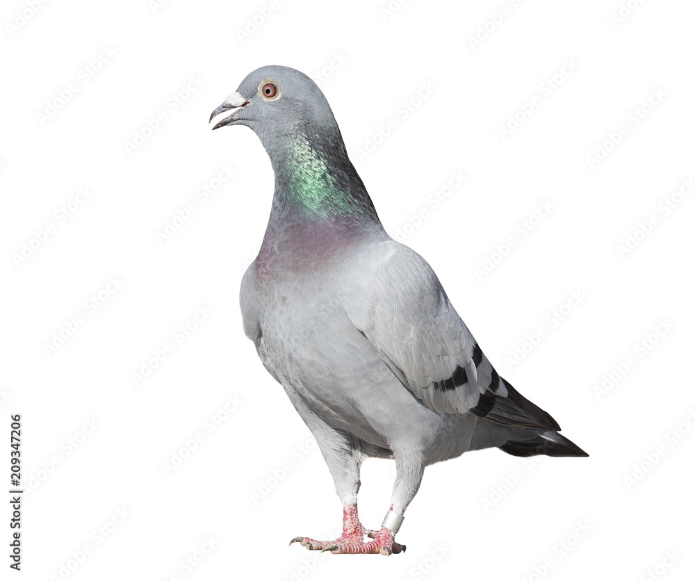 full body of homing pigeon bird isolated white background full body of homing pigeon bird isolated white background
