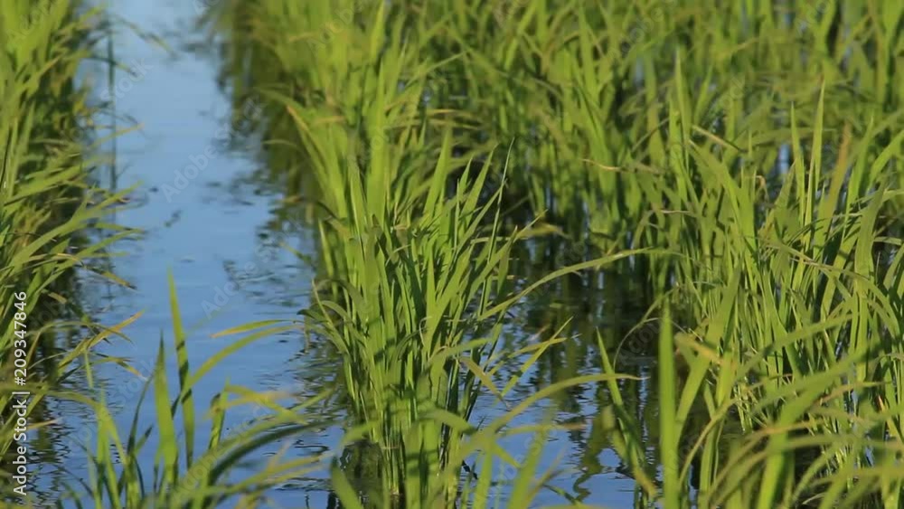 初夏の水田 日本の田園風景 初夏の水田 日本の田園風景