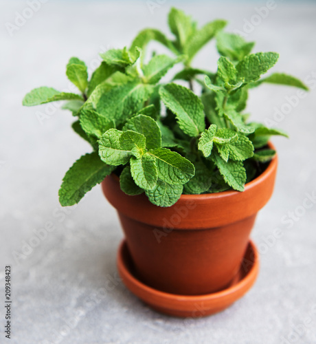 Fresh mint in a pot