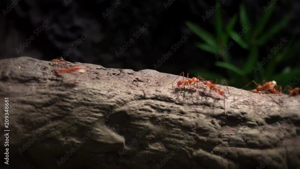 Ants working in unity Ants working in unity