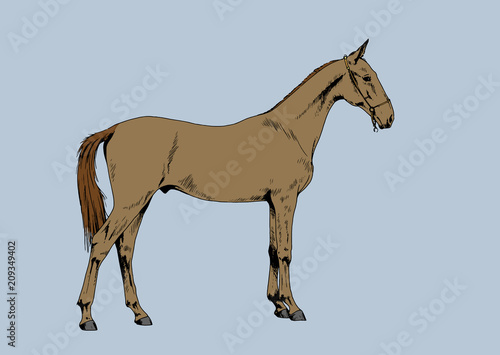 race horse without a harness drawn in ink by hand  in full length