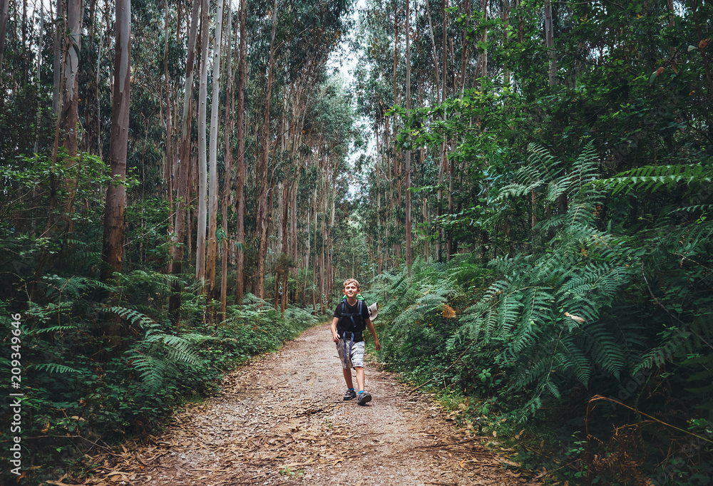 Little boy tourist backpacker walks through forest with giant trees Little boy tourist backpacker walks through forest with giant trees