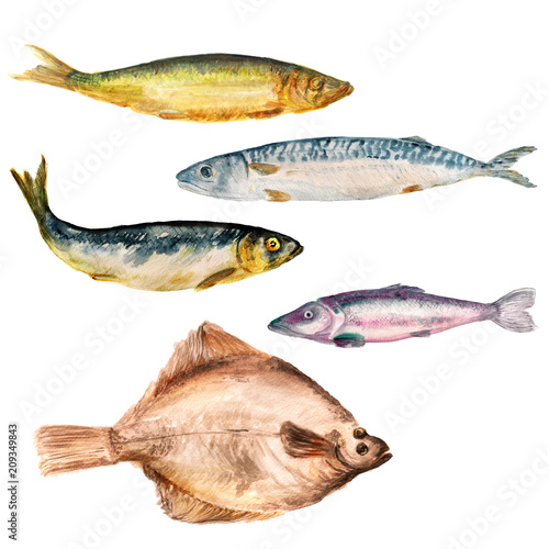 Photography Set of watercolor images of different fish